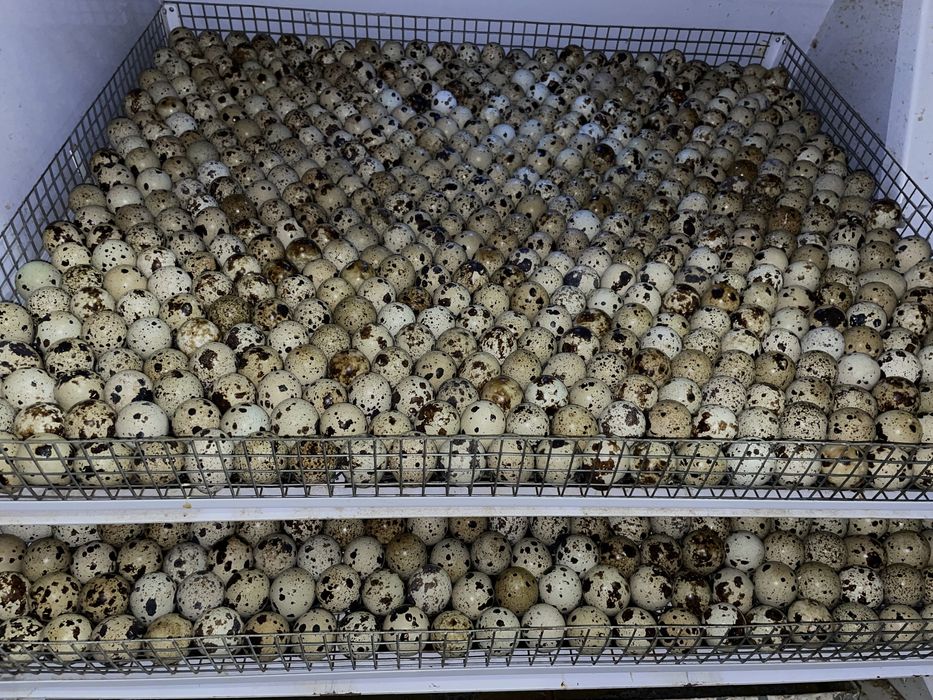 Перепілка добова