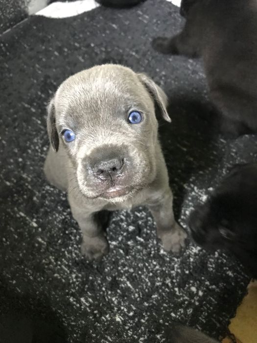 Продаж Кане-корсо