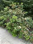 Różanecznik / azalia / rododendron