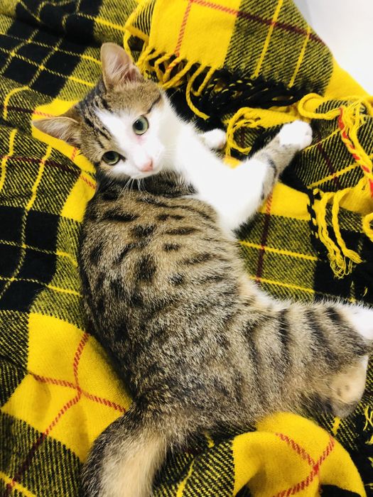 Тигровий котик шукає теплий дім