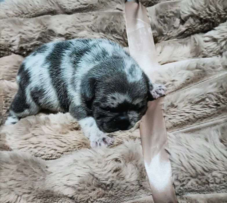 Bulldog francês blue Merle