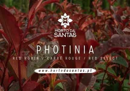 Photinia Red Robin - Carre Rouge - 50CM/100CM/150CM/200CM Alt.