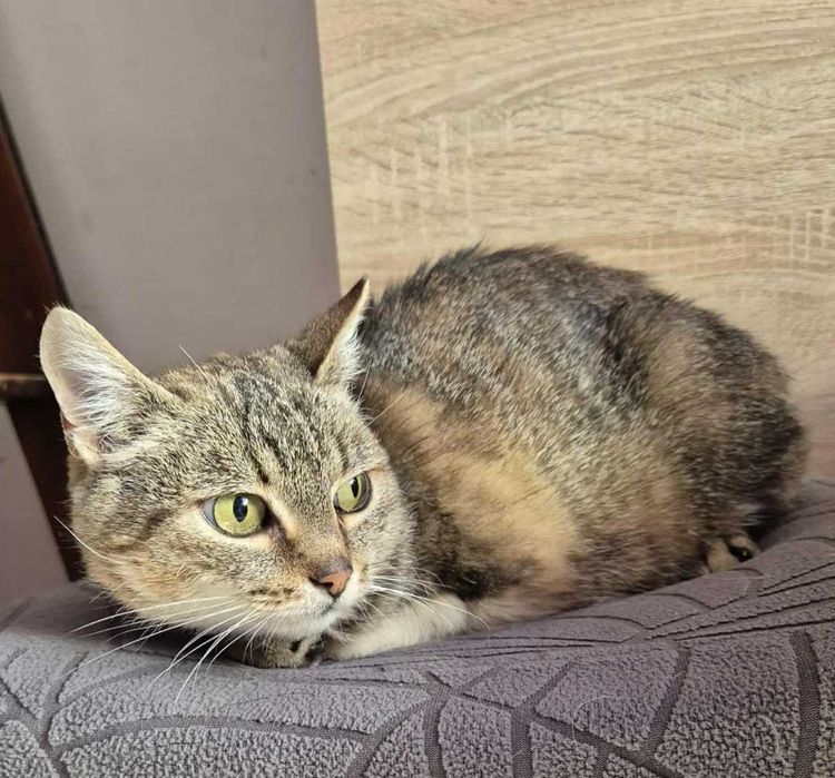 Trójłapka do adopcji