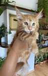 Maine coon rudy kocurek po dużych przebadanych rodzicach