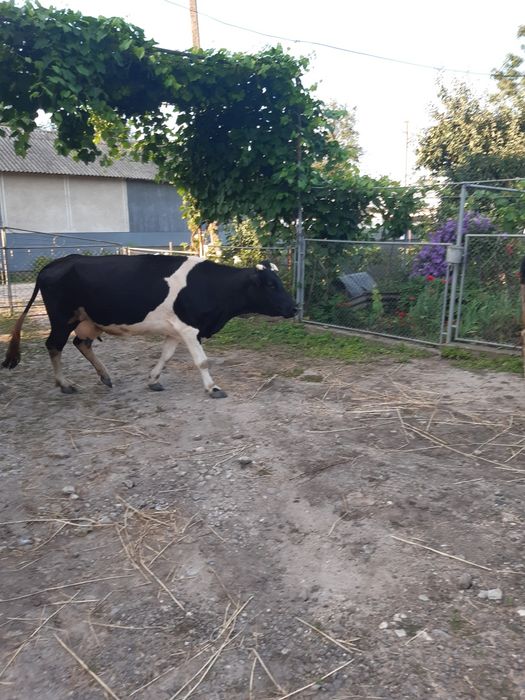 Продам корову на молоко