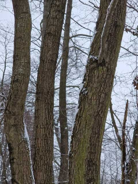 Drzewo olszyna na pniu,las olszynowy do wycięcia