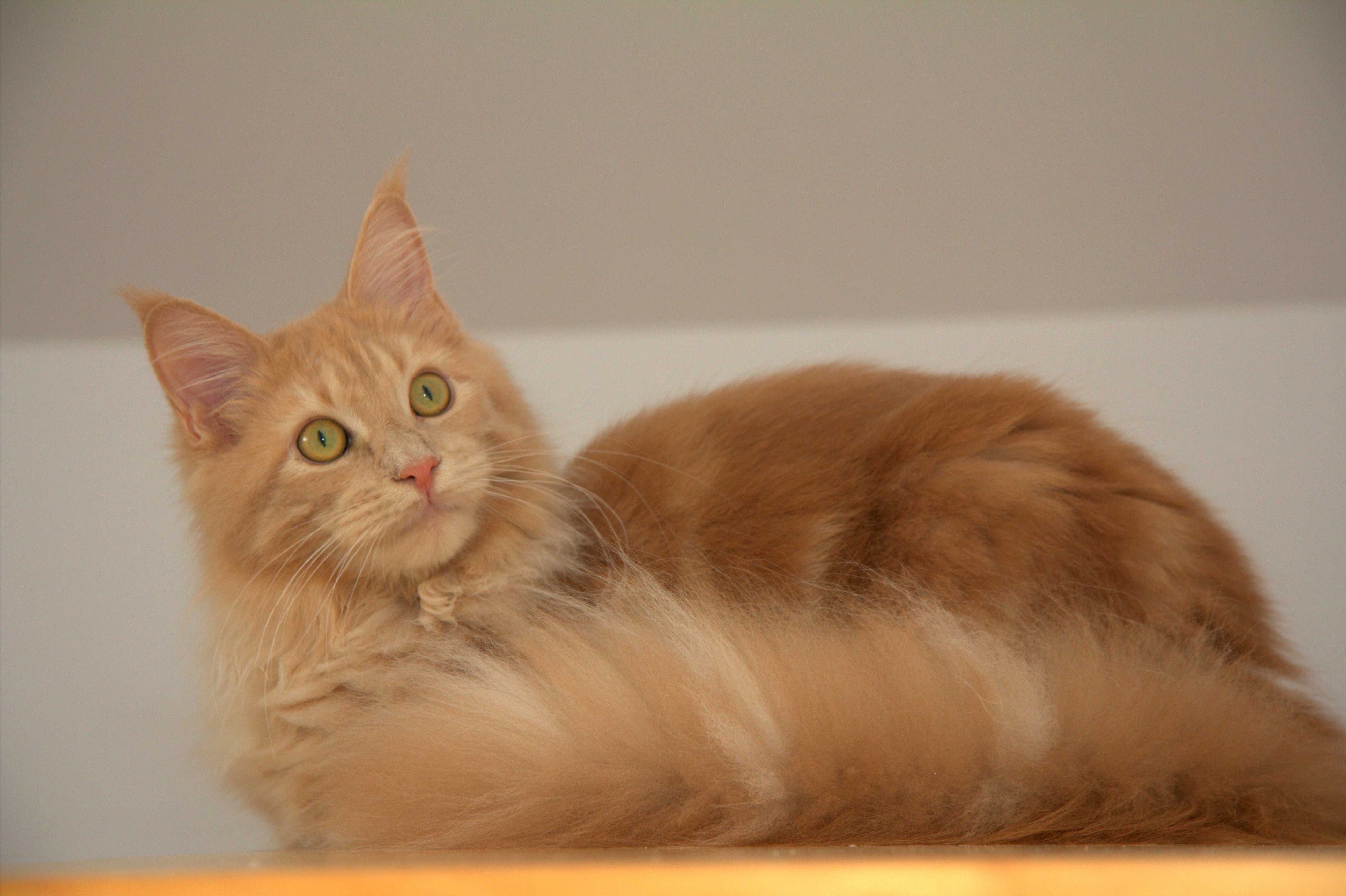 Maine coon koteczka Joelyn