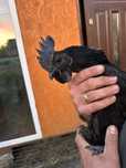 Jajka ayam cemani