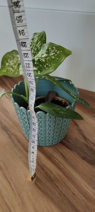 Difenbachia kwiat domowy