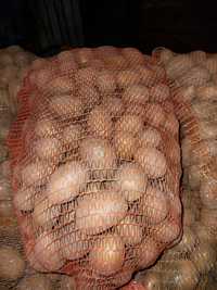 Ziemniaki kaliber sadzeniaka Queen Anna