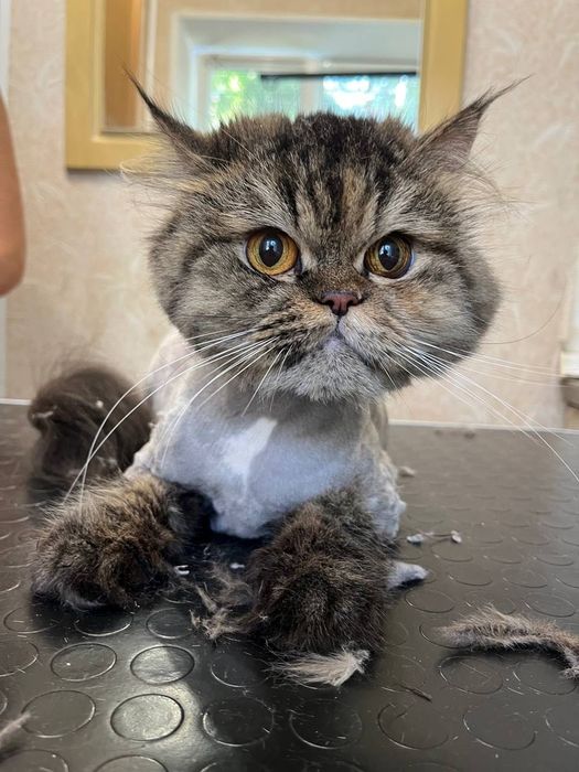 Стрижка собак так котиків,грумінг, район Виставка