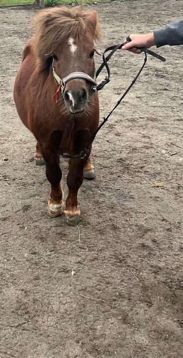 Sprzedam Kucyka Ogierka