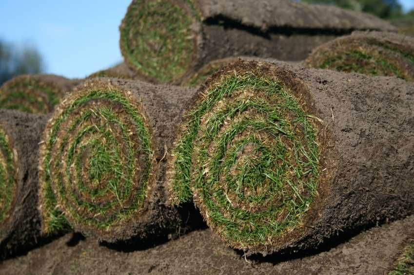 Trawa z rolki trawnik w rolkach trawniki rolowane.*Chłodzona do  6°C