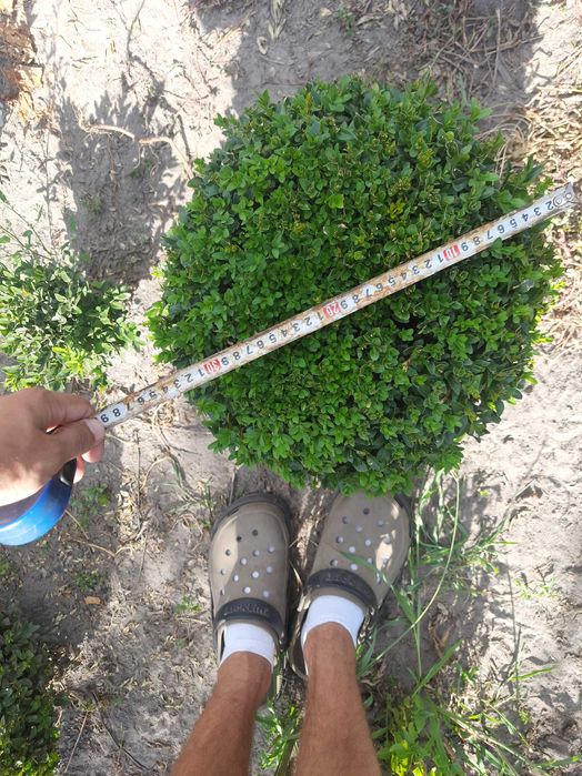 Ялівець Блю Ероу. Кипарис. ТУЯ МІККІ. Вічнозелені рослини. Туя Самшит