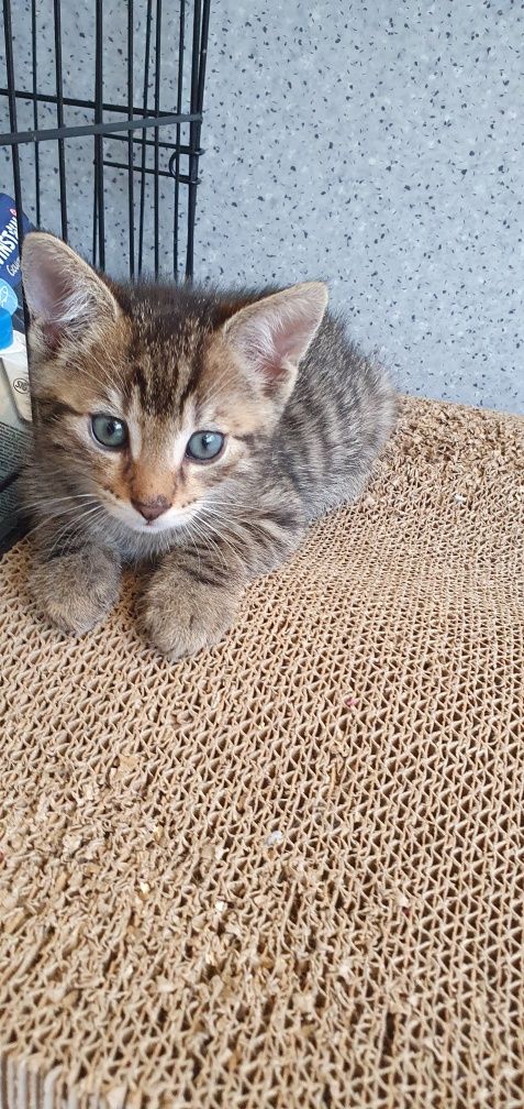 Koteczek do adopcji