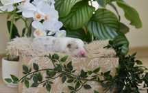 Border collie lilac merle