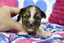 Biewer Terrier Blueberry cudny maluszek merle