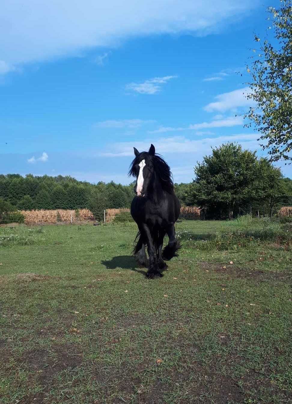 Współdzierżawa Gypsy Cob (Tinker) - dla osoby dorosłej, ew. od 16 lat.