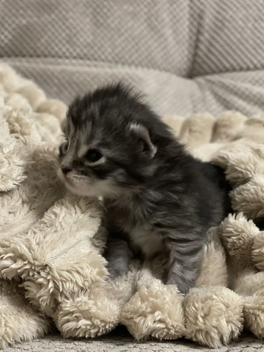 Мейн Кун кошенята