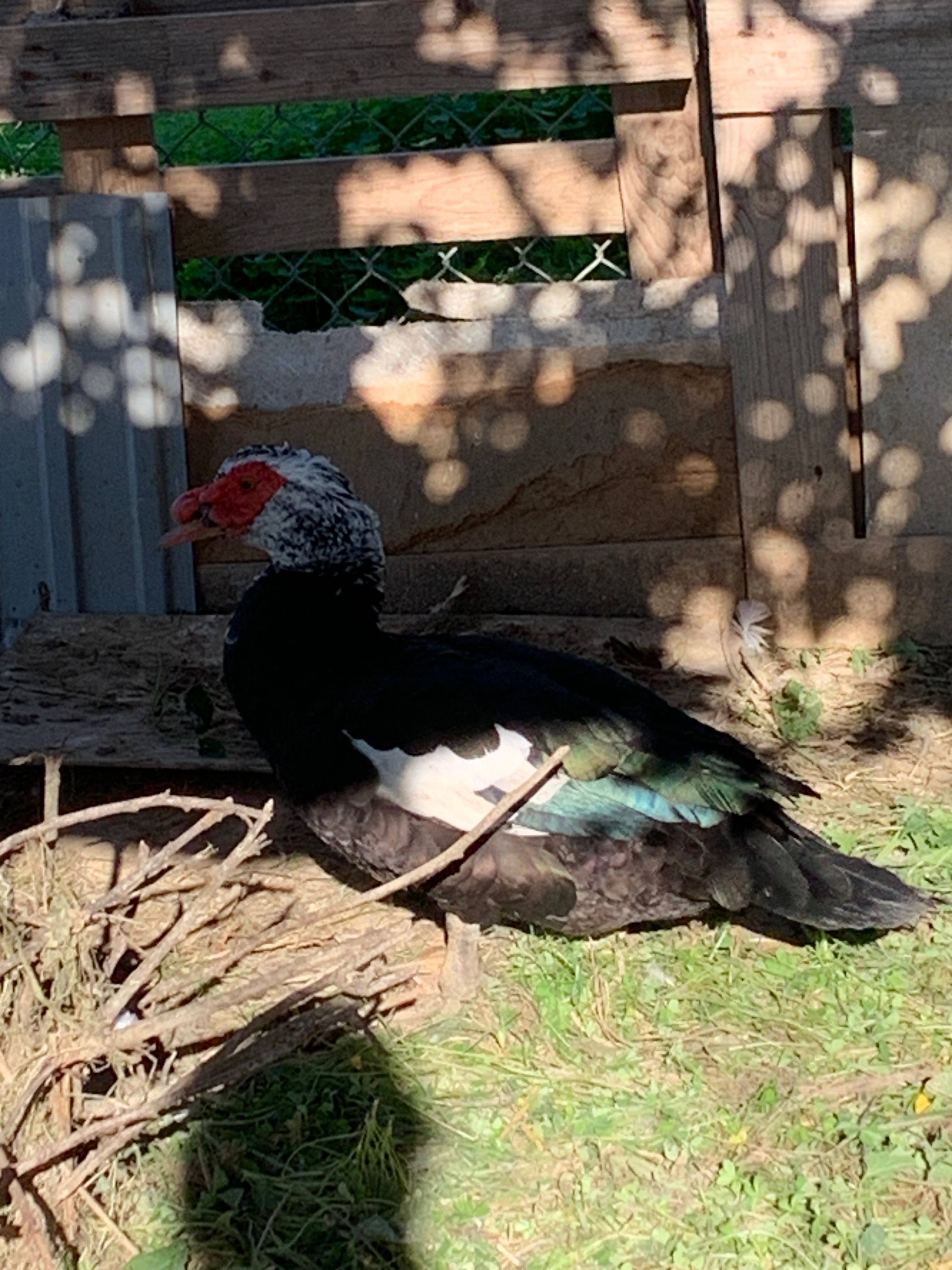 Patos mudos vários tamanhos