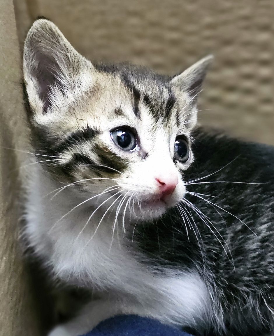 Gatinhos para Adoção