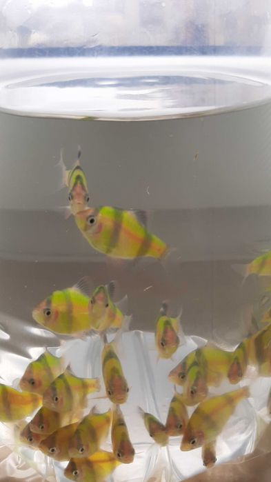 brzanka sumatrzańska