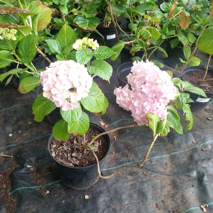 Гортензия крупнолистная в наличии