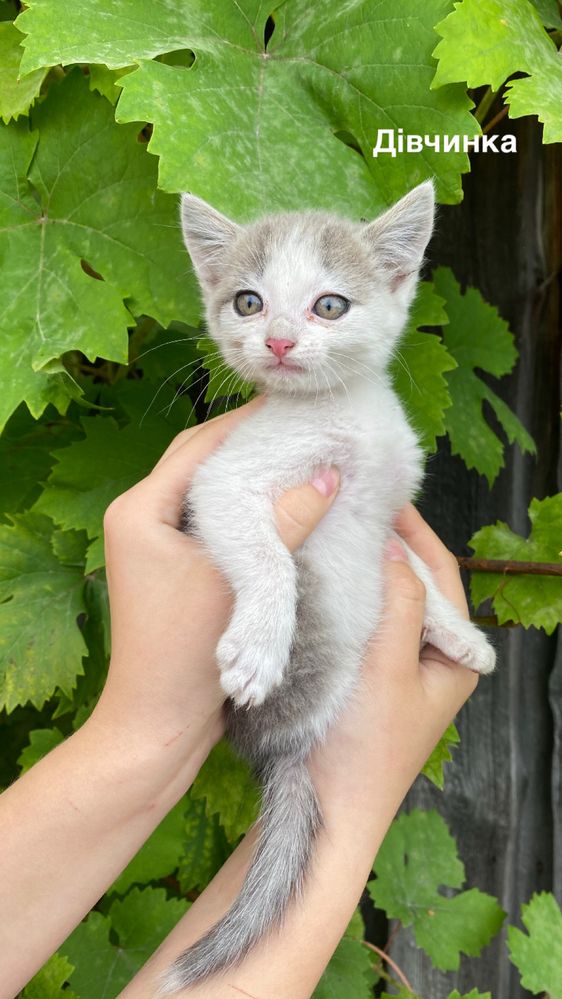 Віддам в добрі руки кошенят