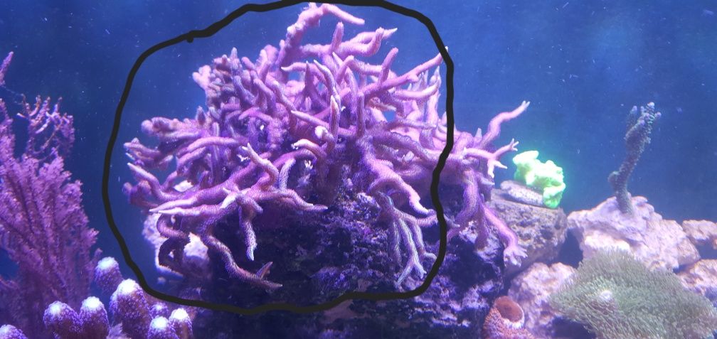 Seriatopora hystrix morskie