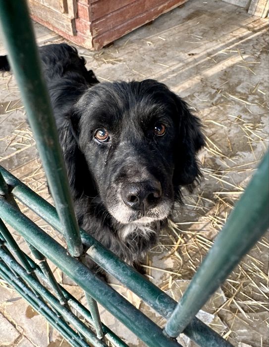 Latami zamknięty w boksie przez zwyrola… pies ideał do adopcji