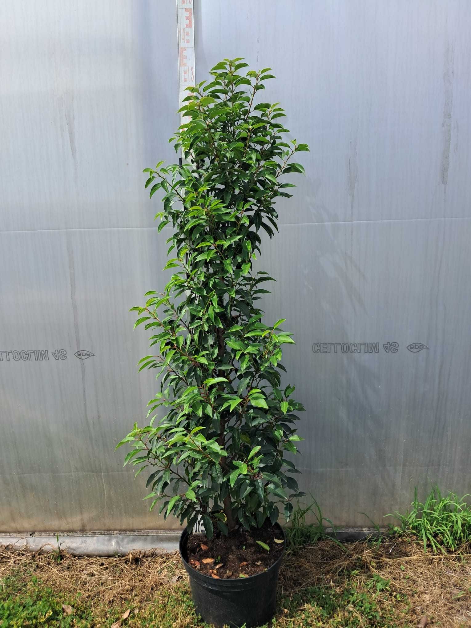 Laurowiśnia portugalska 60cm+ WYSYŁKA