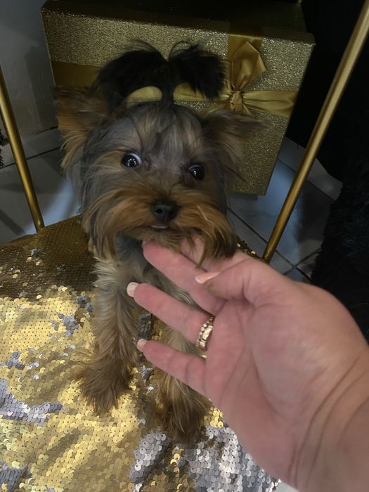Розкішна мікро дівчинка yorkie baby fase