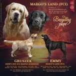 Labrador retriever z metryką ZKwP(FCI)
