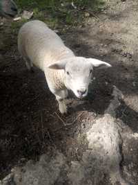 Texel puro borrego maixo com 2 meses