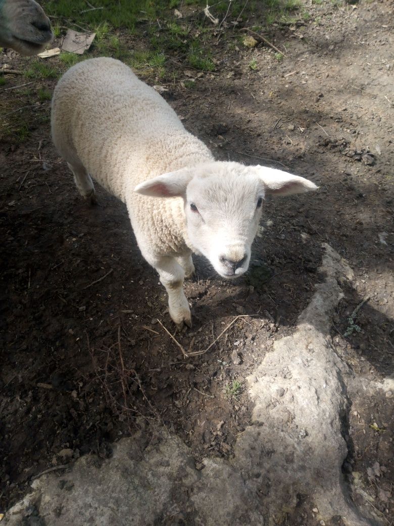 Texel puro borrego maixo com 2 meses