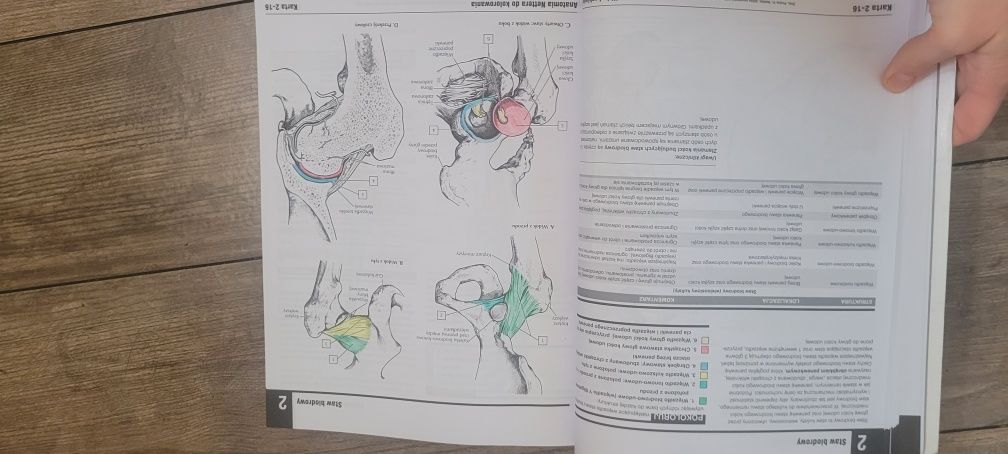 Anatomia Nettera do kolorowania
