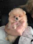 Lulu da Pomerânia Lop e Afixo.  Menina  Mini. Ursinha maravilhosa.