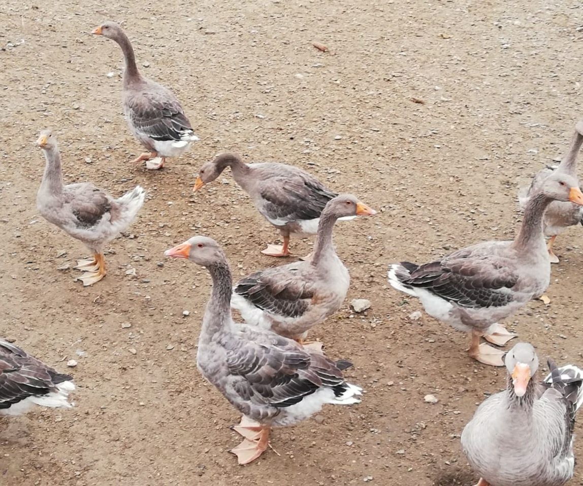 Gansos de Toulouse (1macho+3femeas)