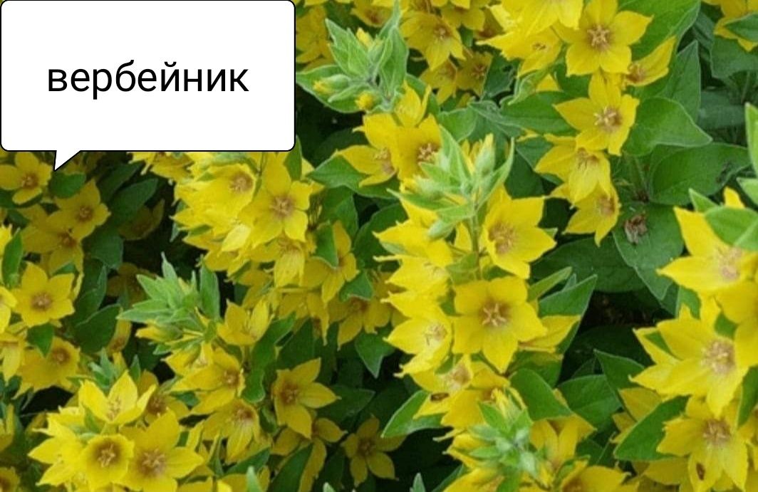 Продам квіти багаторічні