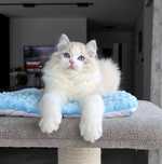 Ragdoll kocur z rodowodem FPL.