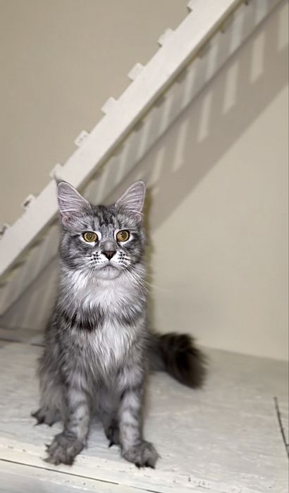 Срібна красуня мейн-кун з розплідника