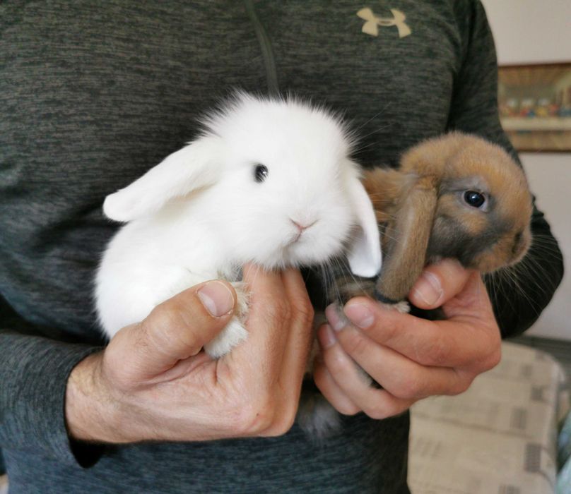 Coelhos anões orelhudos + gaiola nova + alimentação adequada