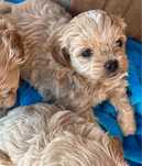 Śliczne Maltipoo