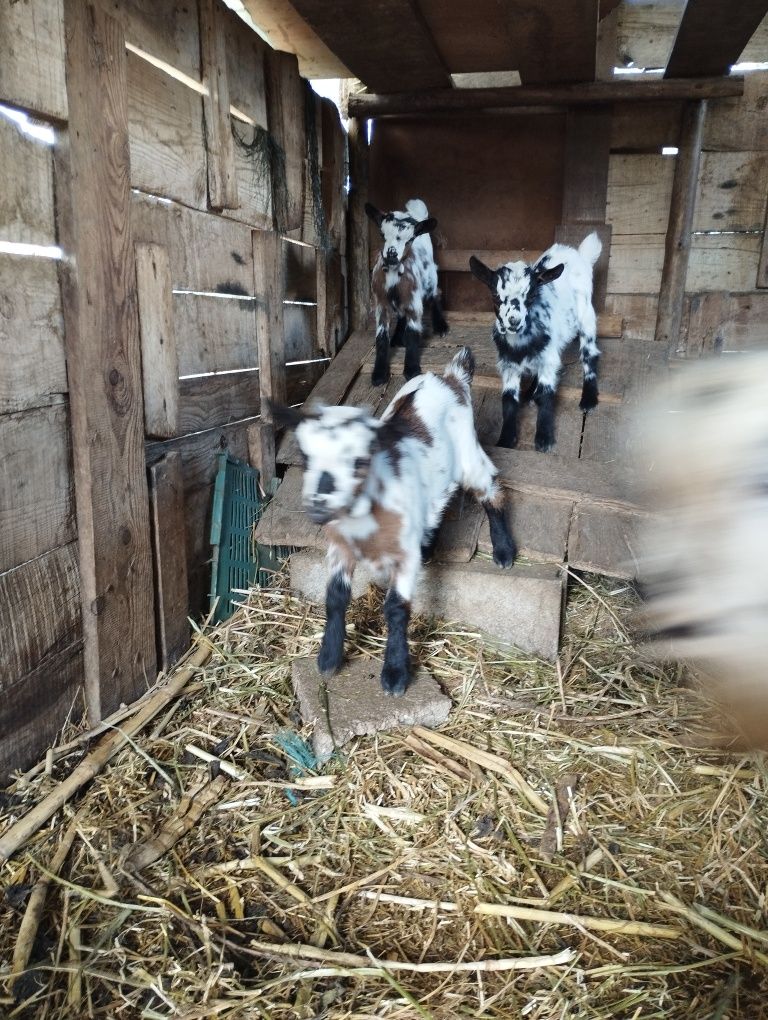 Vendo machos de cabras anãs