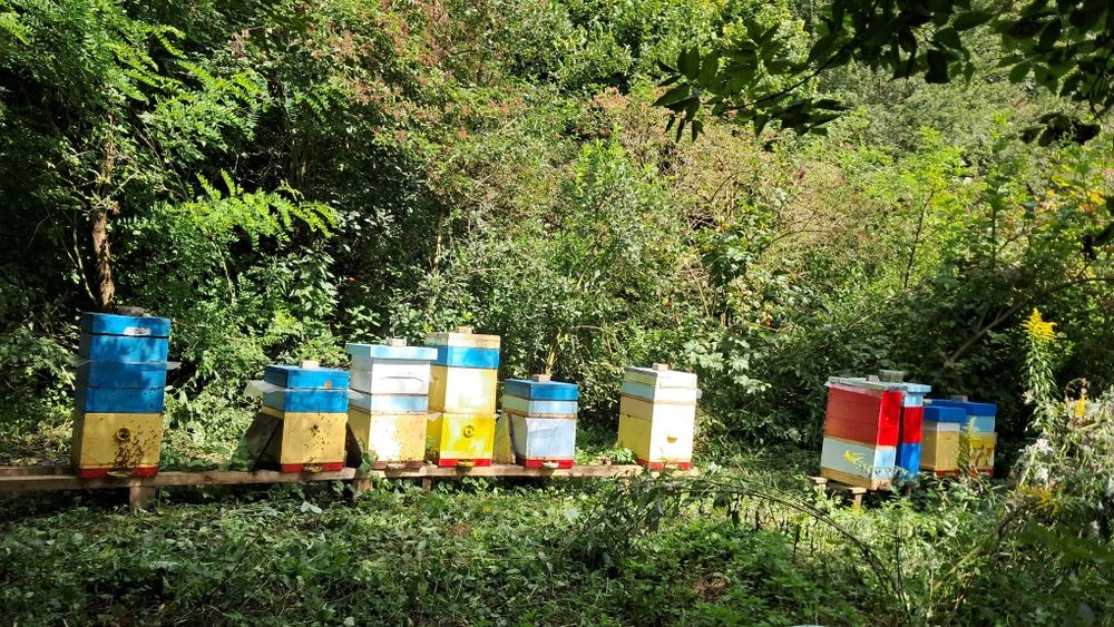 Продам МЕД Лісовий