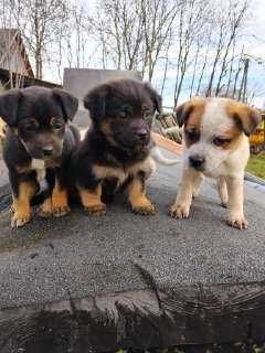 Oddam w dobre ręce.