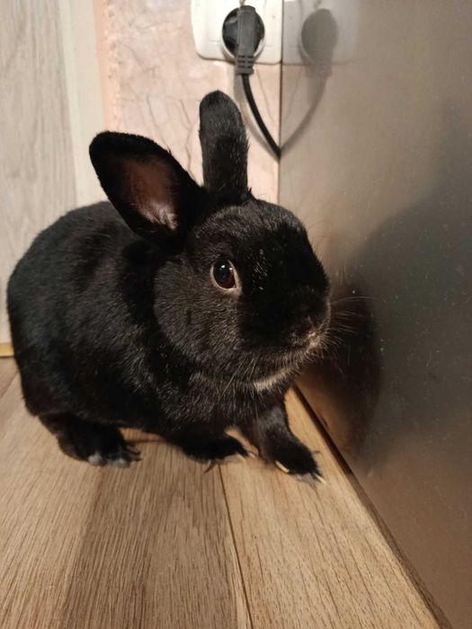 Oddam za darmo czarny królik miniaturka Brzeg