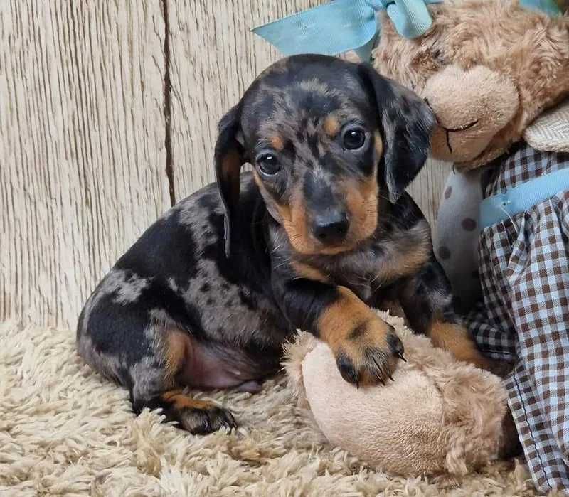 Teckel Merle Miniatura ㅤㅤ