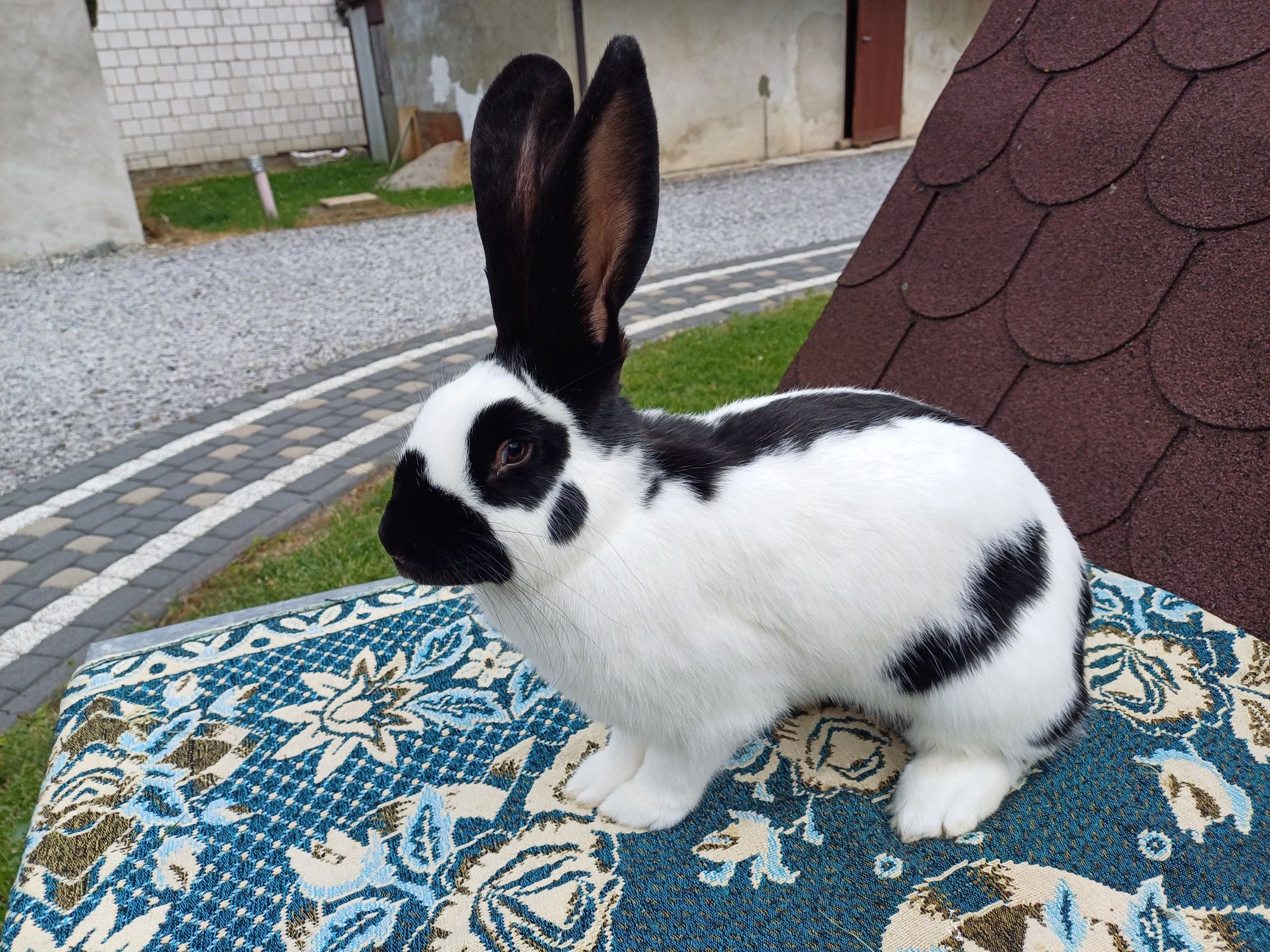 Srokacze Niemieckie- Samica