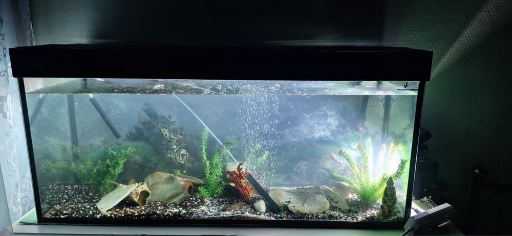 Akwarium 300l z rybami